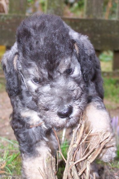 Ar-cen-ciel Arlequin 24.02 (21).JPG